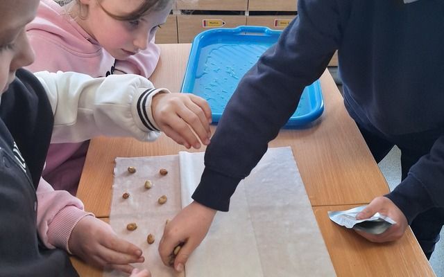 Projektas - Pamatyk, pasėk ir paragauk